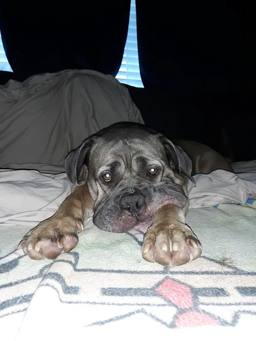 Family Animal Hospital Picture 8
