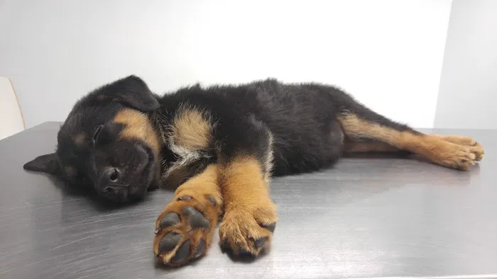 Family Animal Hospital Picture 6