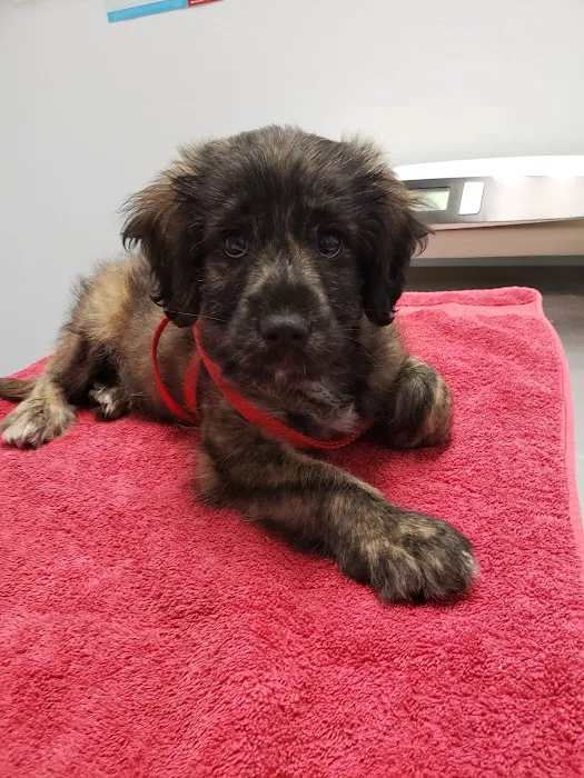 Family Animal Hospital Picture 1