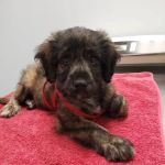 Family Animal Hospital