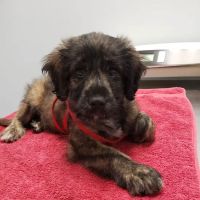 Family Animal Hospital ico