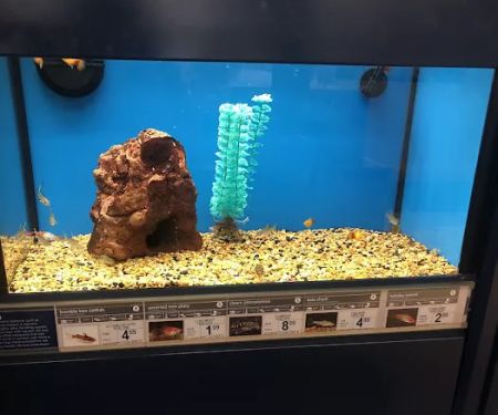 Petco