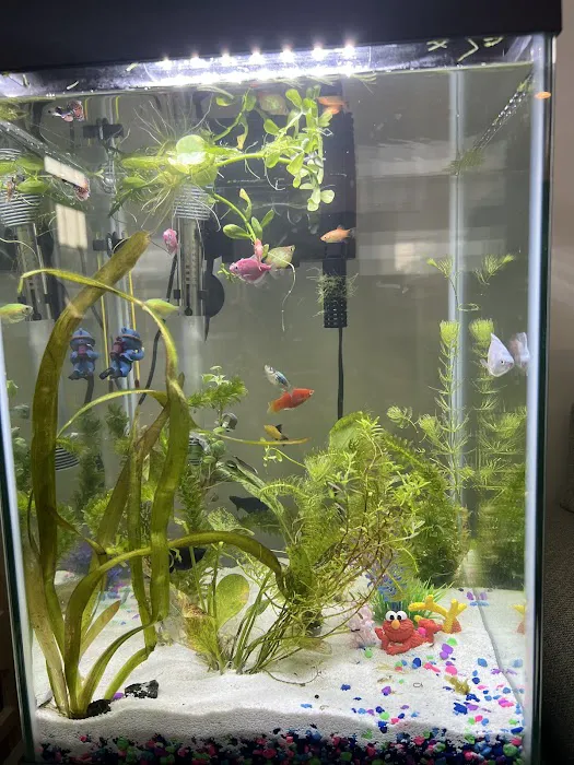 Go Fish A Fish Store & More Picture 5