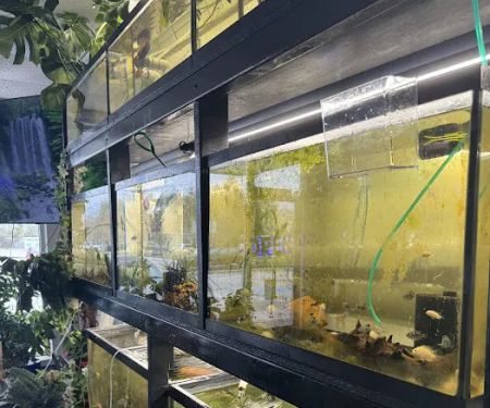 Go Fish A Fish Store & More