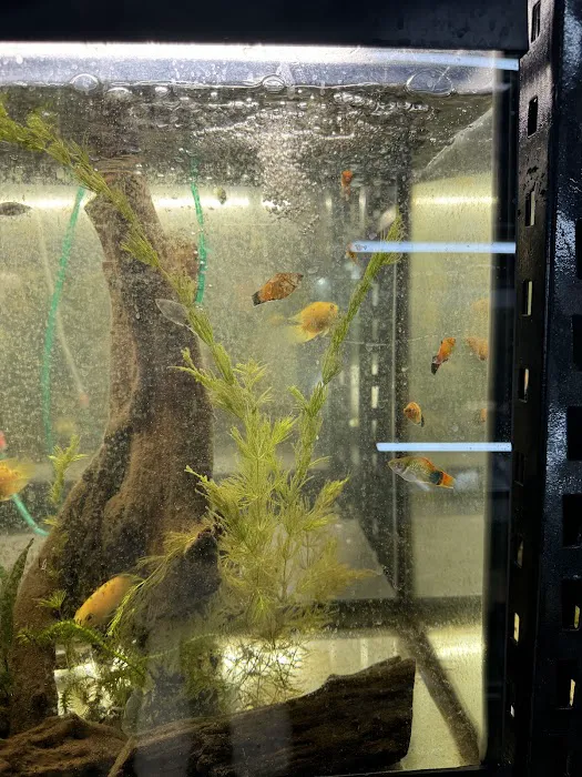 Go Fish A Fish Store & More Picture 2