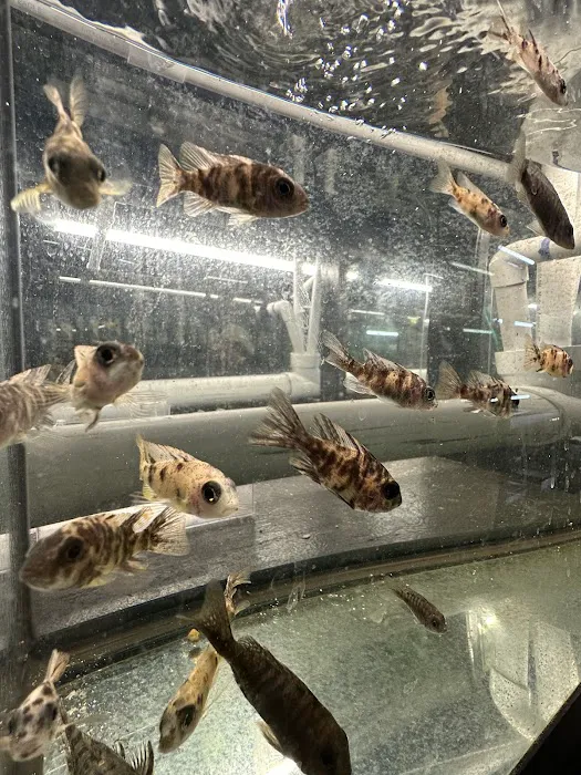 Go Fish A Fish Store & More Picture 6