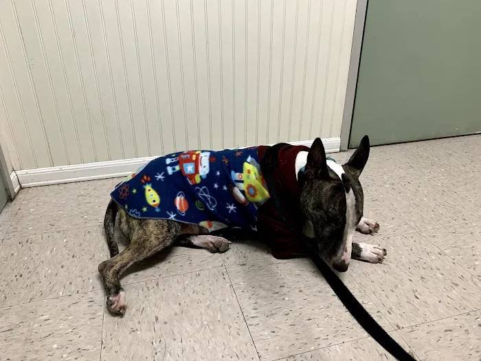 Huntington Beach Pet Hospital Picture 5