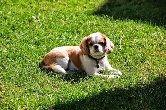 Huntington Beach Pet Hospital Picture 8