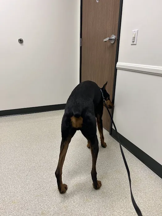 Veterinary Dental Specialties & Oral Surgery Picture 4