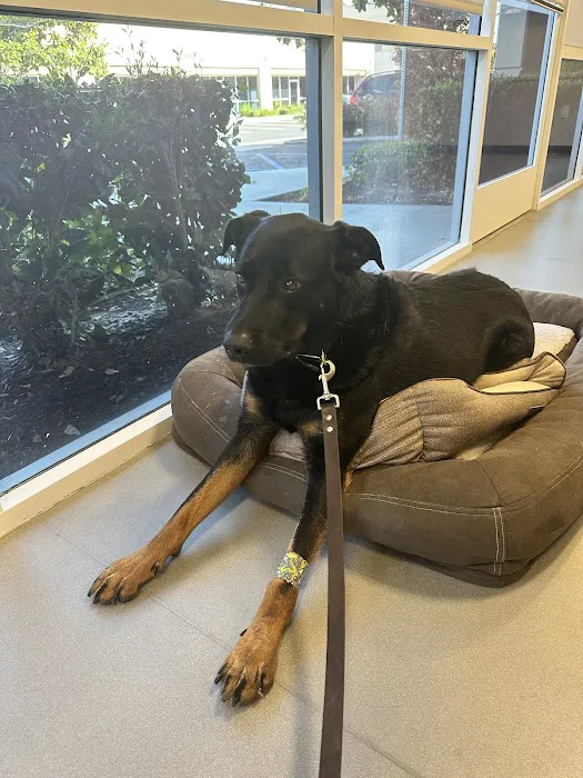 Veterinary Dental Specialties & Oral Surgery Picture 1