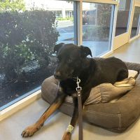 Veterinary Dental Specialties & Oral Surgery ico