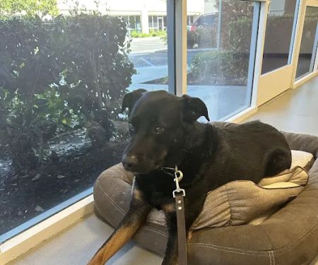 Veterinary Dental Specialties & Oral Surgery