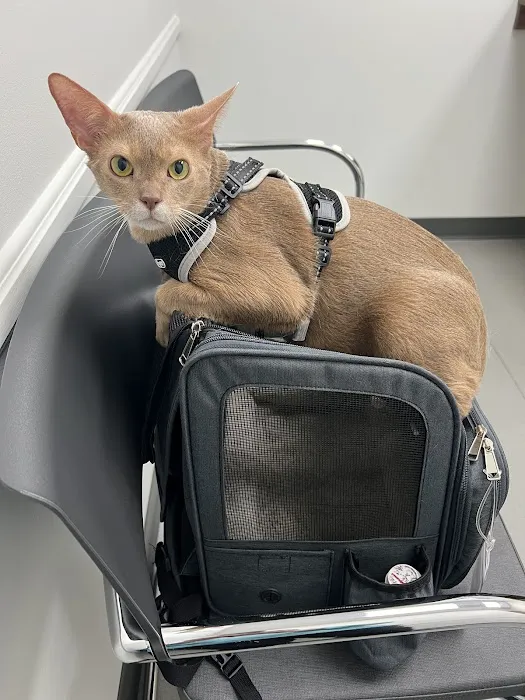 Veterinary Dental Specialties & Oral Surgery Picture 2