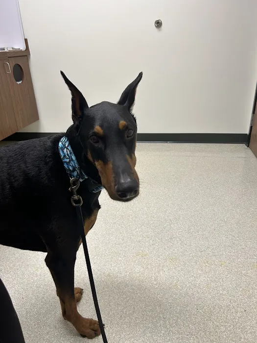 Veterinary Dental Specialties & Oral Surgery Picture 3