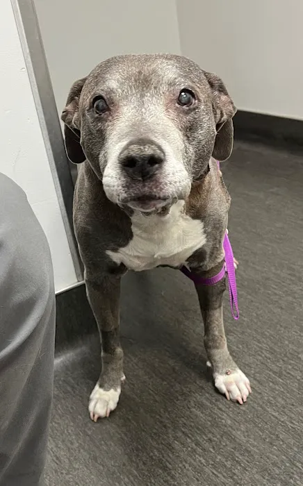 BluePearl Pet Hospital Picture 6