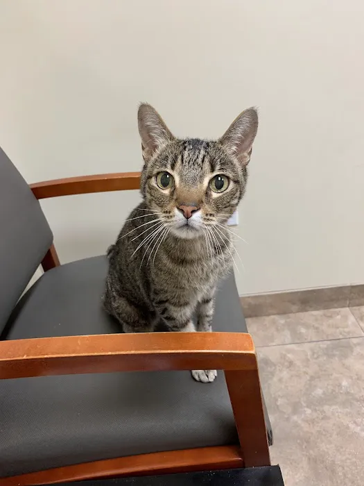 BluePearl Pet Hospital Picture 4