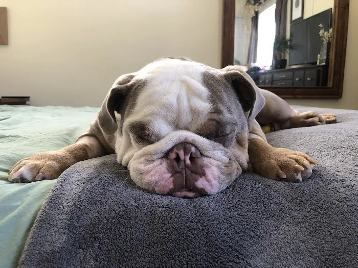 BluePearl Pet Hospital Picture 1