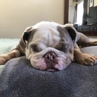 BluePearl Pet Hospital ico