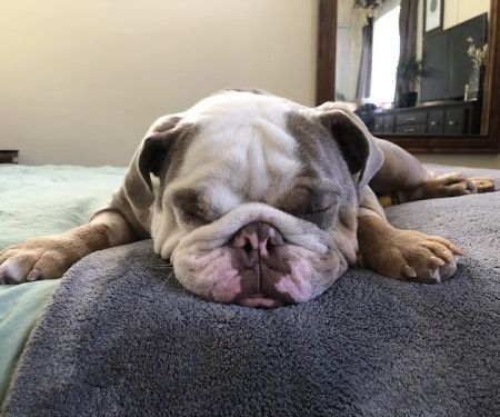 BluePearl Pet Hospital