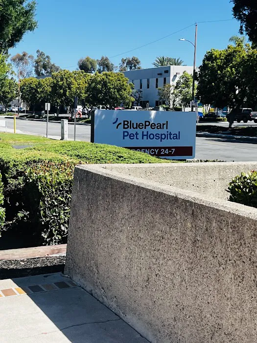 BluePearl Pet Hospital Picture 8