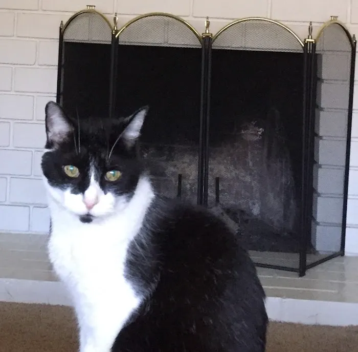 BluePearl Pet Hospital Picture 3