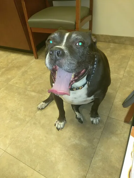 BluePearl Pet Hospital Picture 7