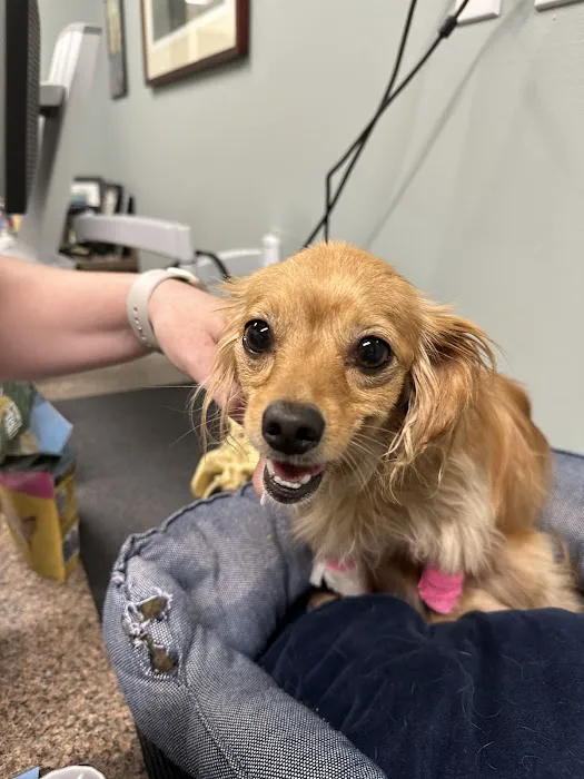 BluePearl Pet Hospital Picture 2