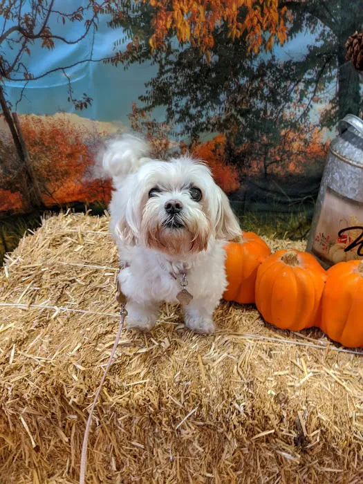 BluePearl Pet Hospital Picture 9