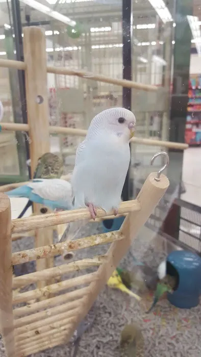 Petco Picture 2