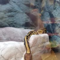 Petco ico