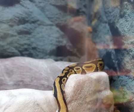 Petco