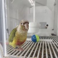 Petco ico