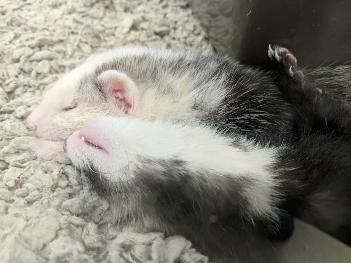 Petco Picture 2