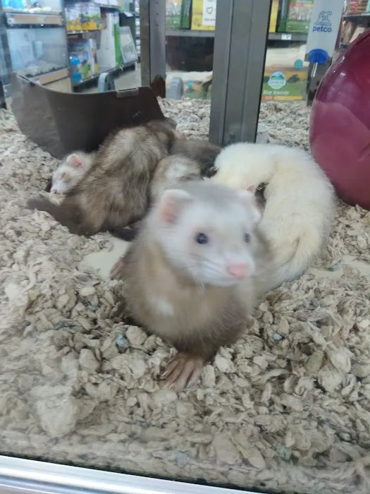 Petco Picture 7