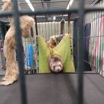 Wet Pet & Reptile Center now Tipping the Scales