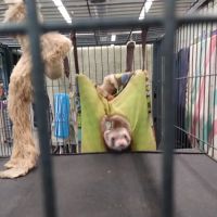 Wet Pet & Reptile Center now Tipping the Scales ico