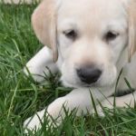 VCA Airport Irvine Animal Hospital