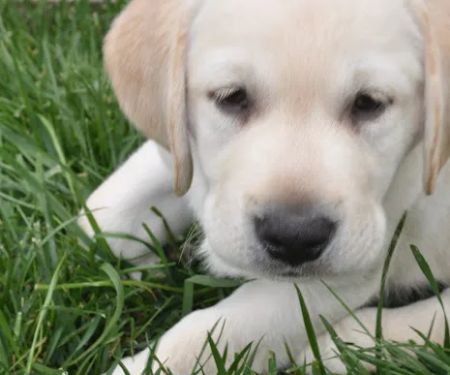 VCA Airport Irvine Animal Hospital