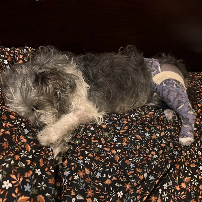 5 Points Companion Animal Hospital Picture 5