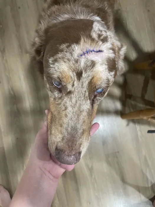 5 Points Companion Animal Hospital Picture 1