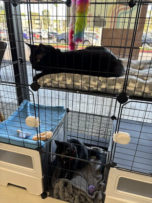 5 Points Companion Animal Hospital Picture 7