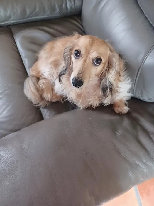 5 Points Companion Animal Hospital Picture 6