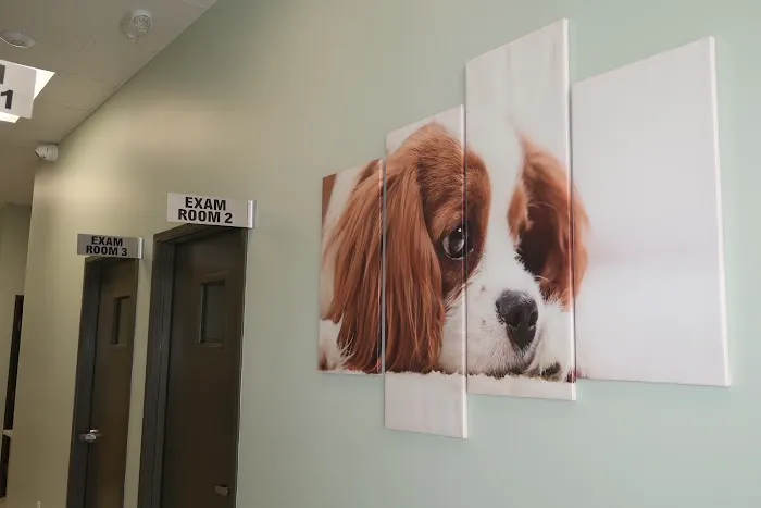 5 Points Companion Animal Hospital Picture 8