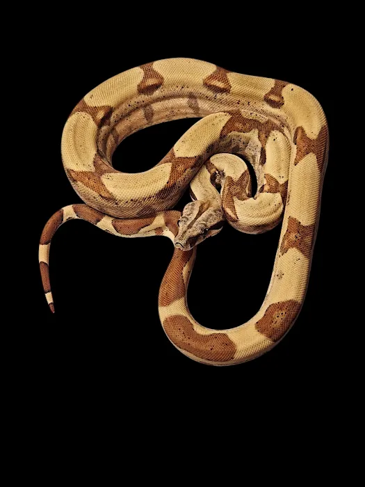 No limit reptiles Picture 6