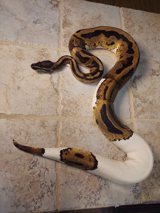 No limit reptiles Picture 1