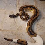 No limit reptiles