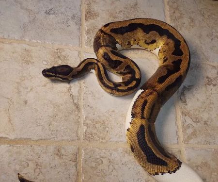 No limit reptiles