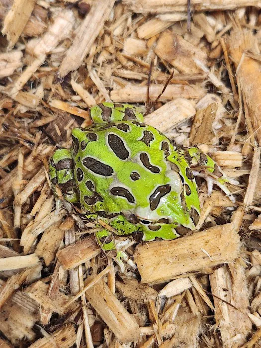 No limit reptiles Picture 9
