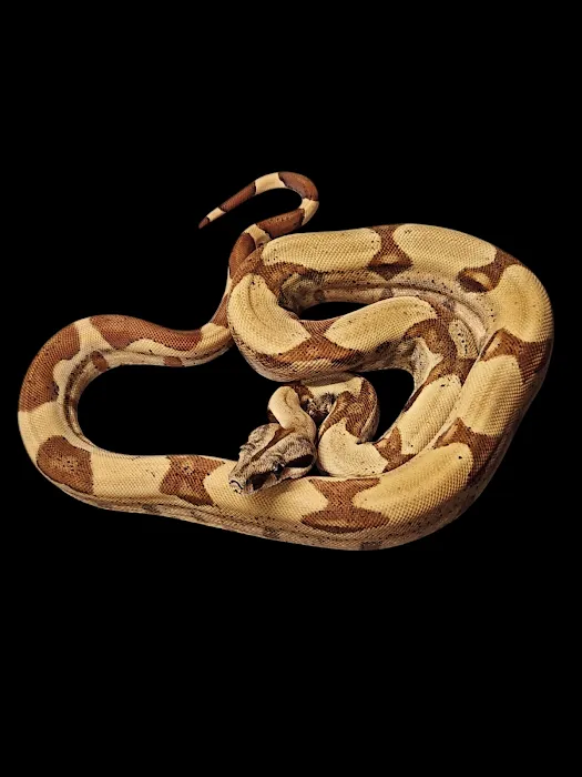 No limit reptiles Picture 10