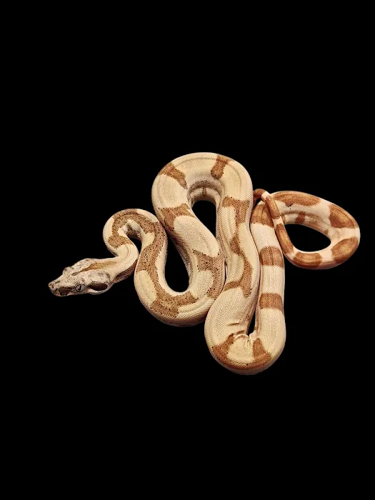 No limit reptiles Picture 8
